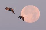 Geese Flying By Setting Moon_19366